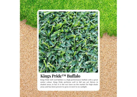 Achieve a Picture-Perfect Lawn with Kings Pride Buffalo