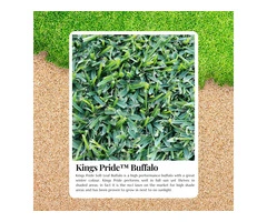 Achieve a Picture-Perfect Lawn with Kings Pride Buffalo