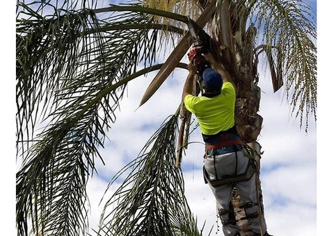Palm Tree Removal Services in Adelaide | Complete Tree Service