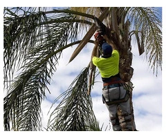 Palm Tree Removal Services in Adelaide | Complete Tree Service