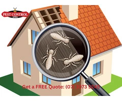 Protect Your Property with Expert Termite Treatment in Brisbane
