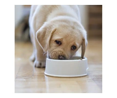 Raw Green Tripe | RogueRaw