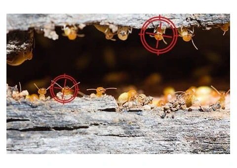 Get Rid of Ants: Fast & Effective White Ants Treatment in Canberra