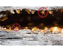 Get Rid of Ants: Fast & Effective White Ants Treatment in Canberra
