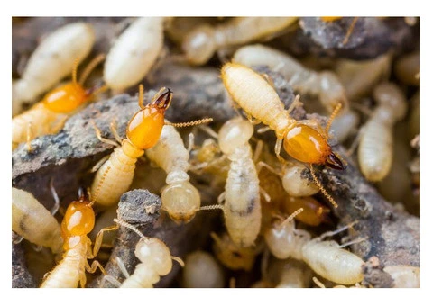 Termite Treatment Adelaide: Get Rid of Termites FAST