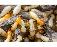 Termite Treatment Adelaide: Get Rid of Termites FAST