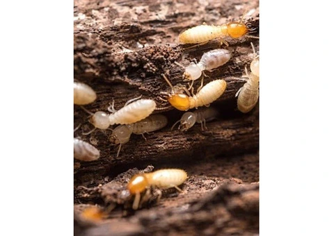 Effective Termite Treatment Services in Adelaide