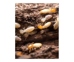 Effective Termite Treatment Services in Adelaide