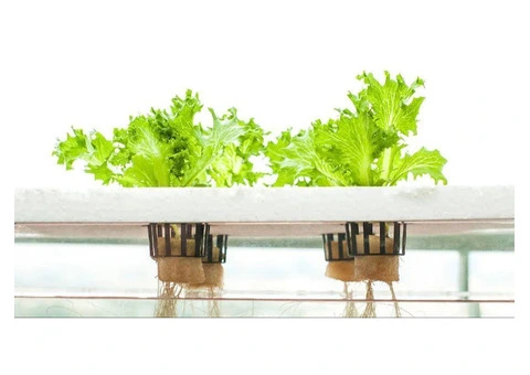 Top Hydroponic Supplies You Need for Thriving Plants