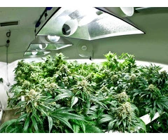 How to Set Up Your First Hydroponic Garden on the Central Coast