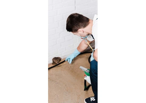 Effective Rodent Control Brisbane