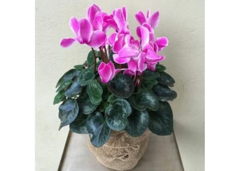 Indoor Plants Online