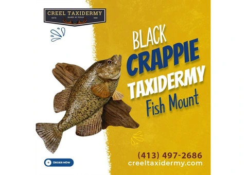 Buy Black Crappie Taxidermy Fish Mount from Creel Taxidermy
