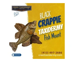 Buy Black Crappie Taxidermy Fish Mount from Creel Taxidermy
