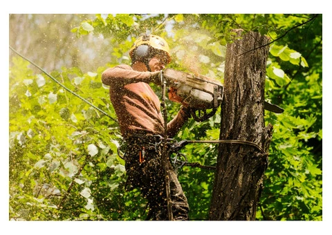 Stump Grinding Sydney