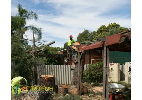 Jordans tree Servcies - 2/4