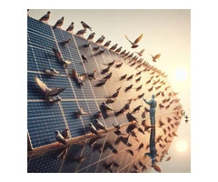 Bird Proofing Solar Panels In Melbourne