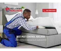 Effective Bed Bug Control in Adelaide
