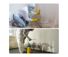 Protect Your Property Melbourne Mold Removal