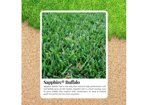Buy Sapphire Buffalo Turf Your Path to a Greener Lawn