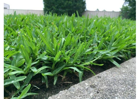 Give Your Lawn a Perfect Makeover with Soft Leaf Buffalo Turf