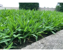 Give Your Lawn a Perfect Makeover with Soft Leaf Buffalo Turf
