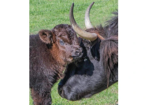 Free miniature calves available (very adorable)