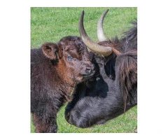 Free miniature calves available (very adorable)