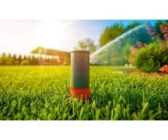 Sir Walter Buffalo Turf Price The Top Choice for a Drought-Resistant Lawn