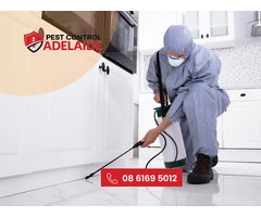Top-Quality Commercial Pest Control in Adelaide