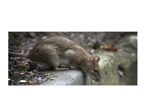 Effective Rodent Control in Brisbane