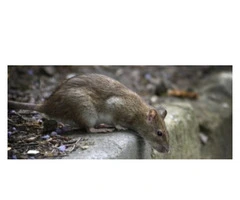 Effective Rodent Control in Brisbane