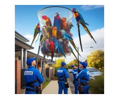 Bird Removal in Melbourne