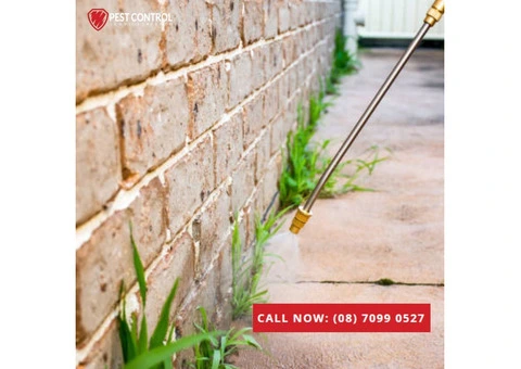 Top Pest Control Services in Perth