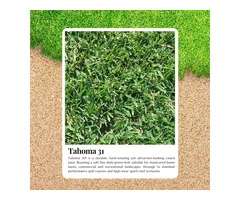 Enhance Your Outdoor Space with Tahoma 31 Grass