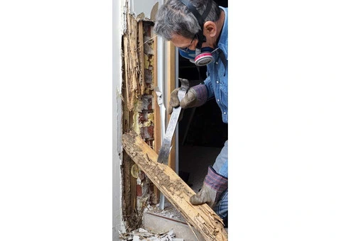 Expert Termite Control in Canberra
