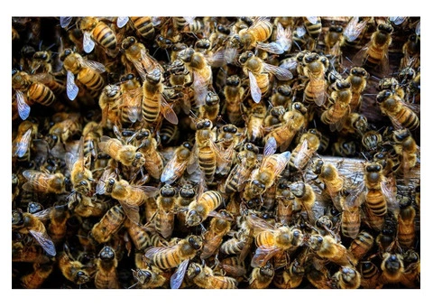 Melbourne’s Trusted Bee Removal Experts - Safe and Effective