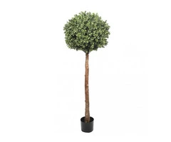 Achieve Sculpted Elegance with Topiary Tree