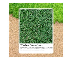 Transform Your Lawn with Windsor Green Turf