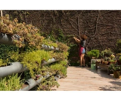 Hedge Trimming And Pruning Services