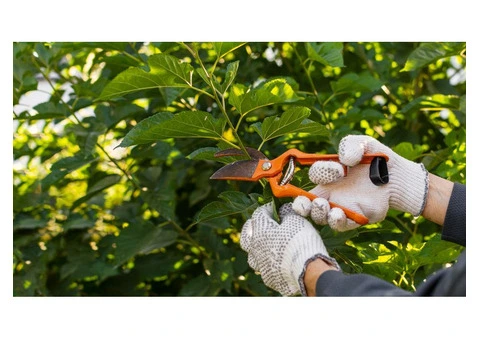 Hedge Trimming And Pruning Services - 5/7