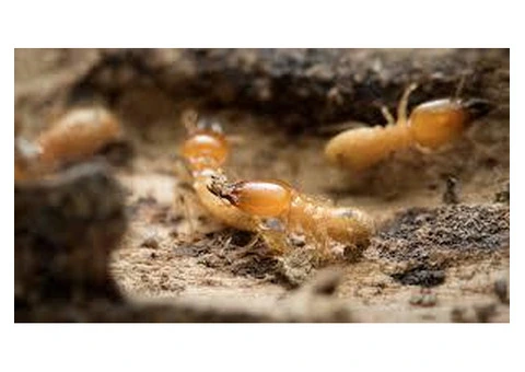 Professional Building and Pest Inspection in Perth with Quick Reports