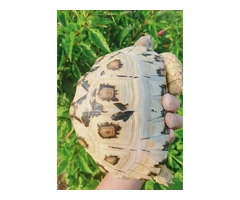 Tortoise