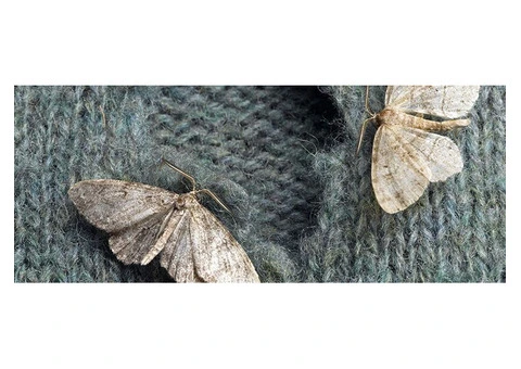 Conquer Moth Infestation in Melbourne with Expert Solutions
