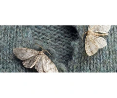 Conquer Moth Infestation in Melbourne with Expert Solutions
