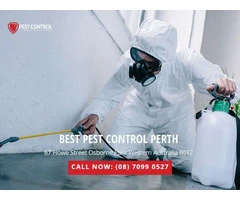 Professional Ant Control Services