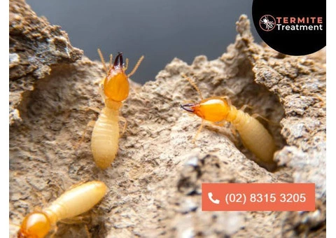 Effective Termite Eradication Services