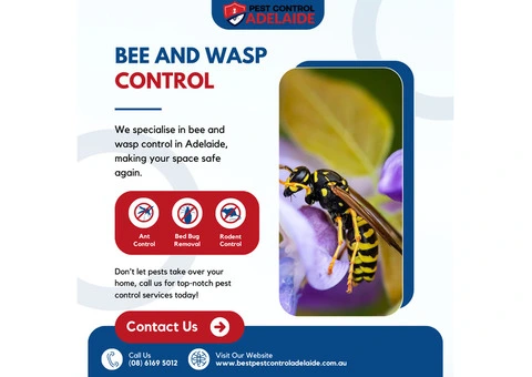 Fast Bee and Wasp Control in Adelaide