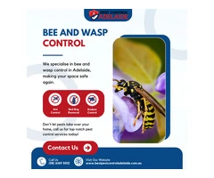 Fast Bee and Wasp Control in Adelaide