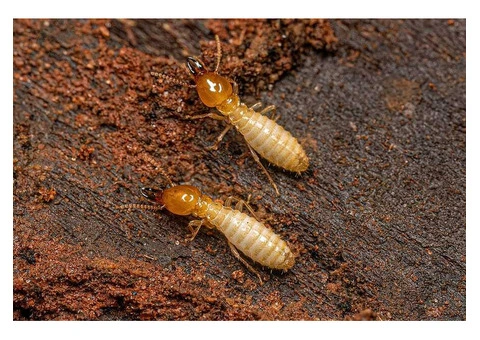 Reliable Termite Treatment in Brisbane